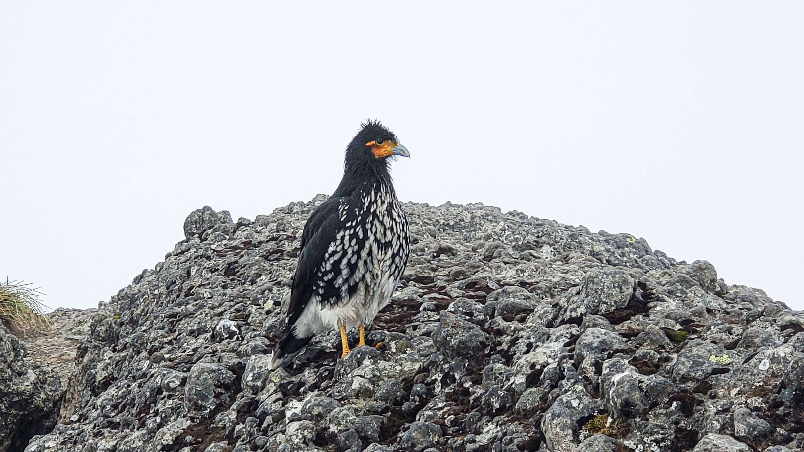 Curiquingue, native bird of the Andes, while climbing Pasochoa